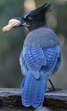 tropical birds