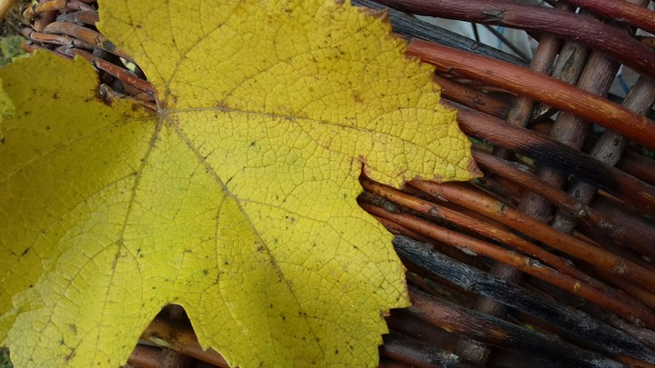 autumn