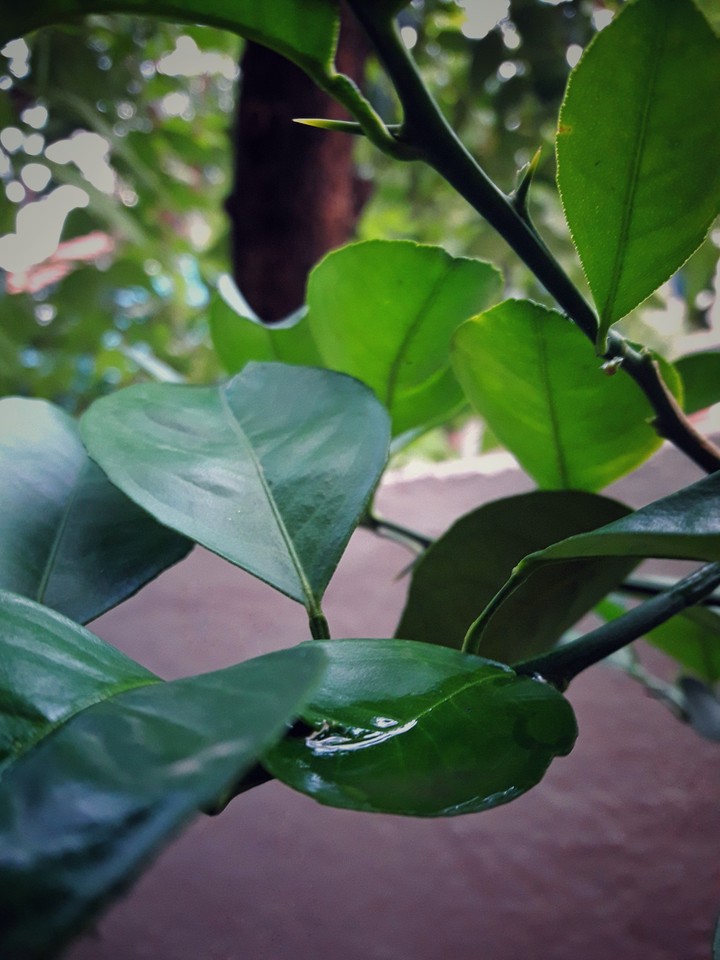 bokeh
