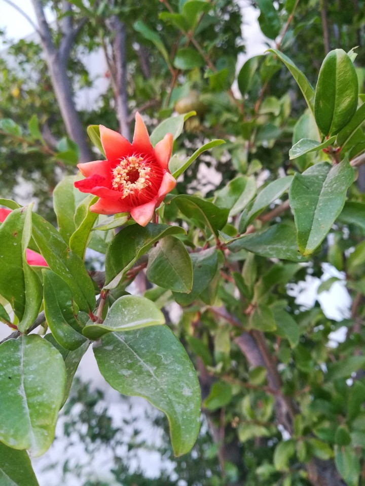 Pomegranate Flower
