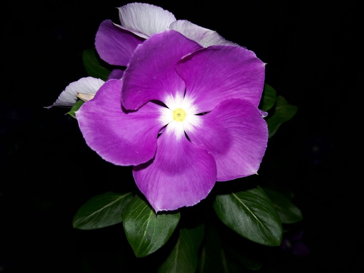 Beautiful Flower Close Up