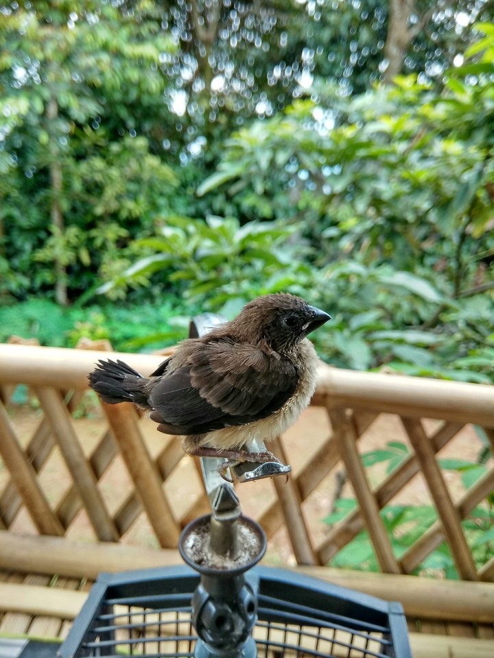 bird