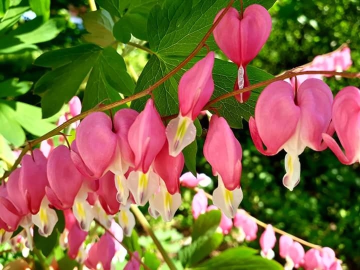 flower of a girl's heart