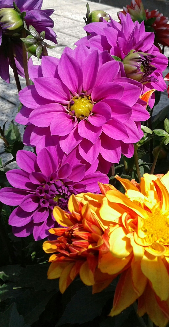 زیبا