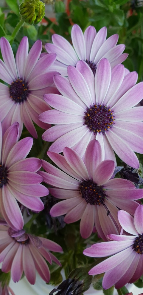 blomma