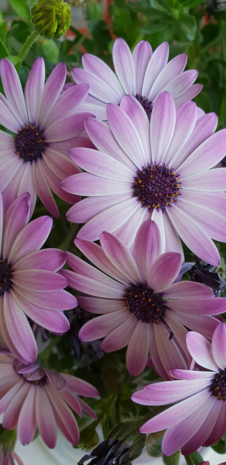 blomma