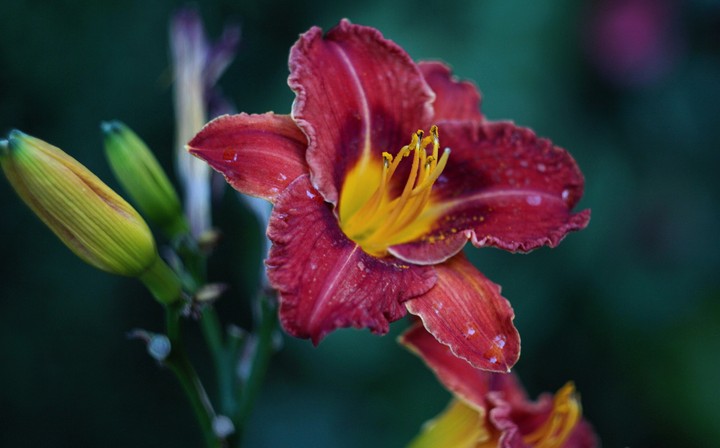 exotic flower