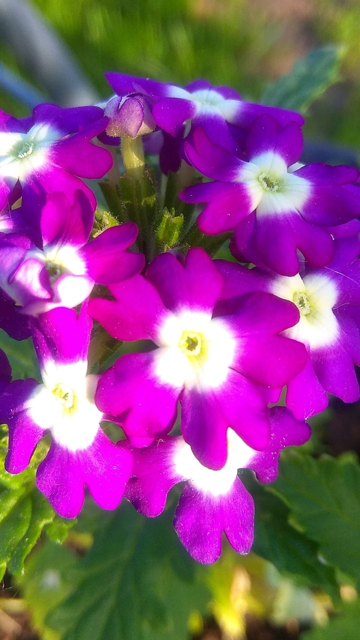 Purple vervain