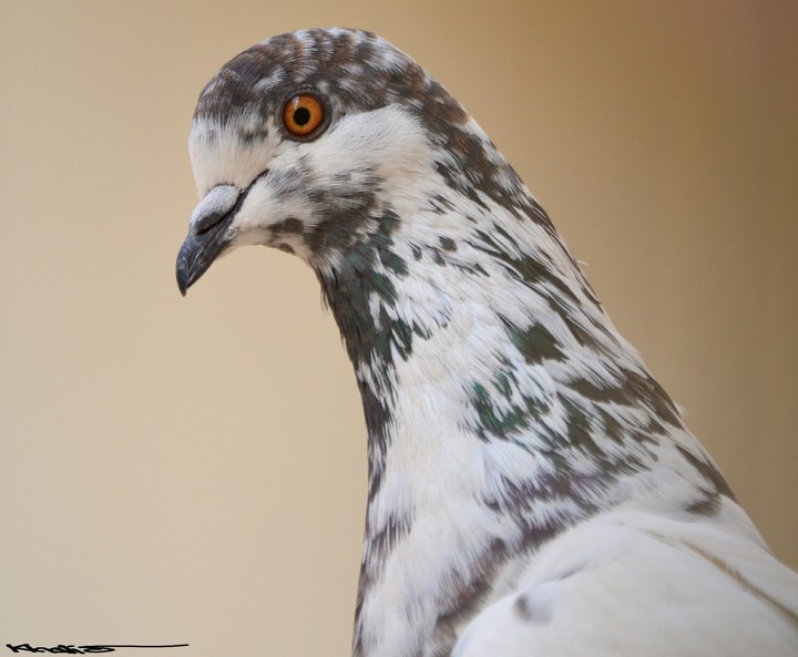 manu birds