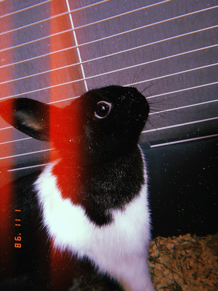 Bunny