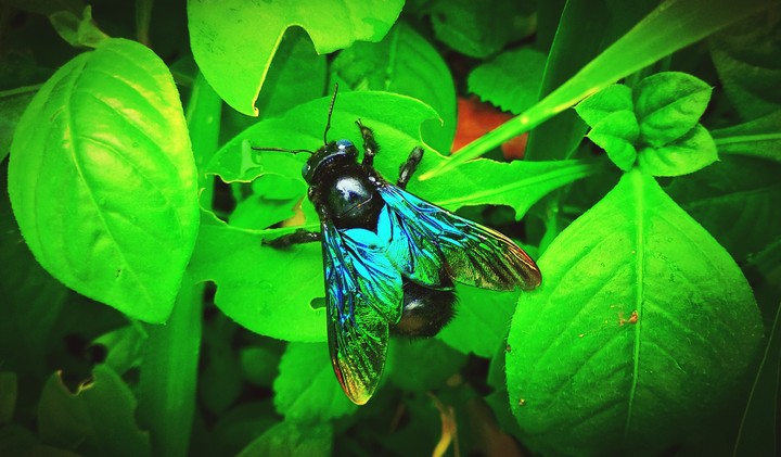 bee ?