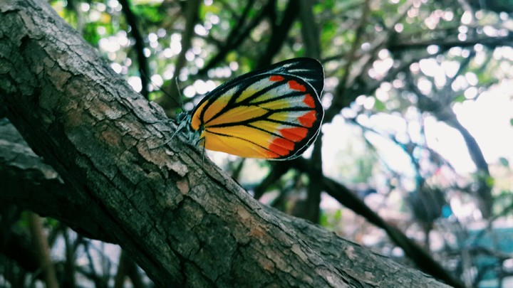 butterfly