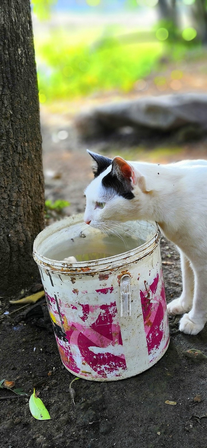 cat
