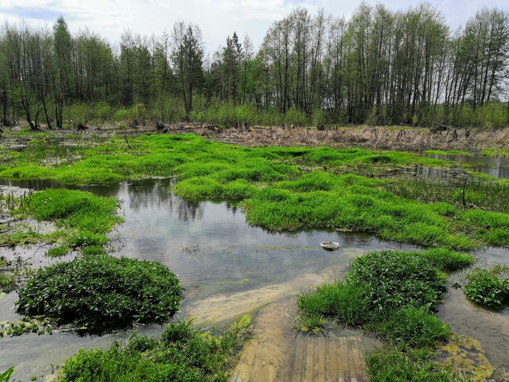 swamp