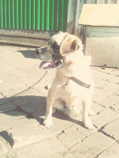 My dog