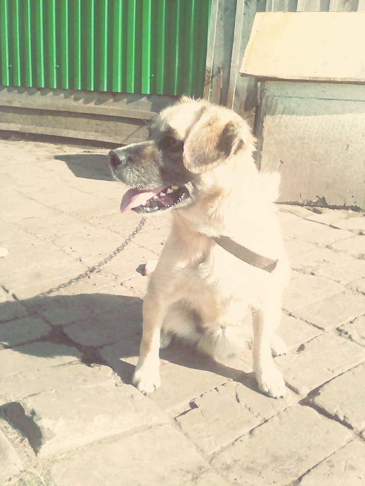 My dog