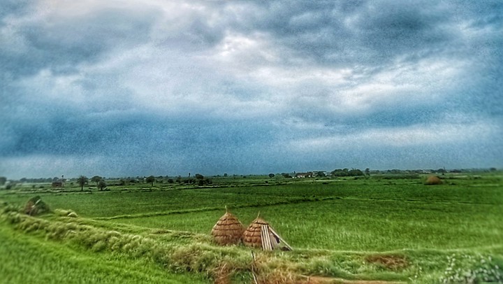 Green fields.