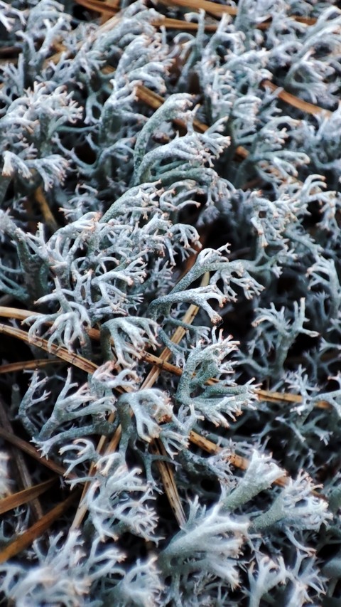 groundcover, 植物桌布