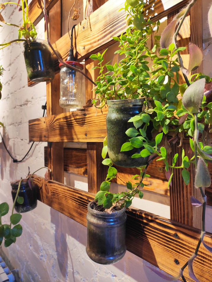 plants