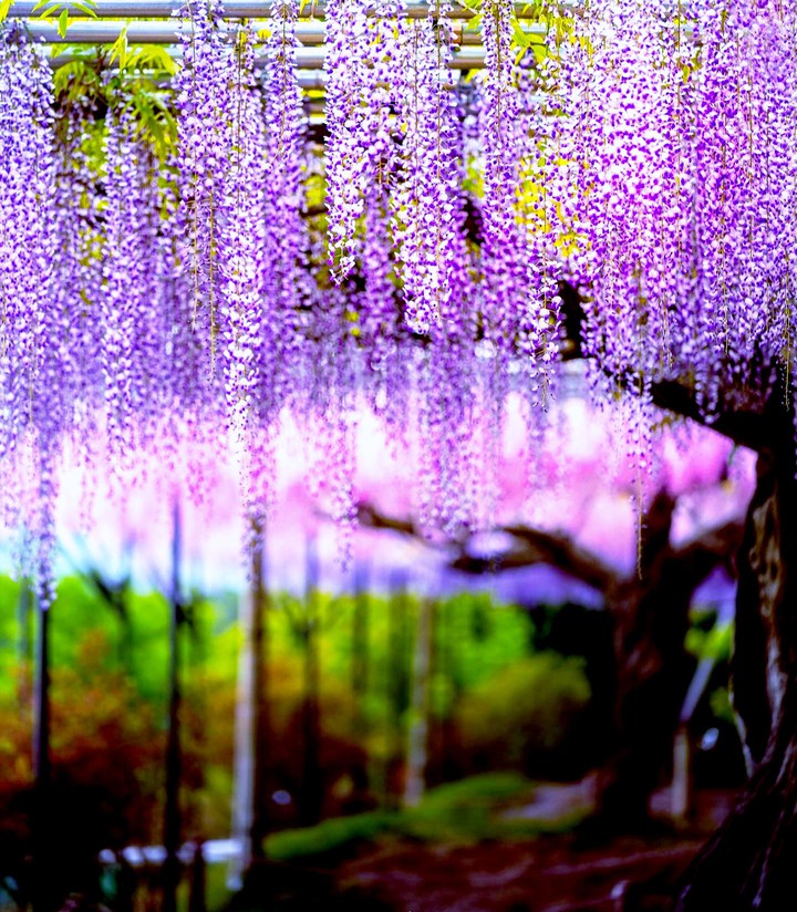 nature