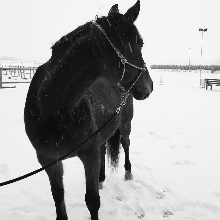 horse some where