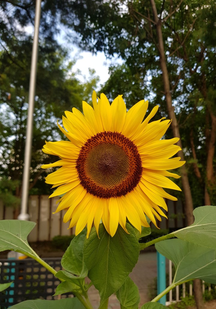 해바라기