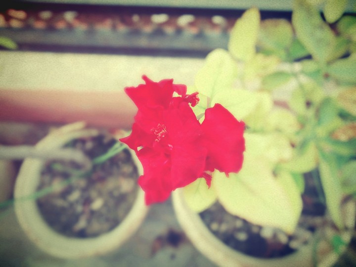 Red Bloom...