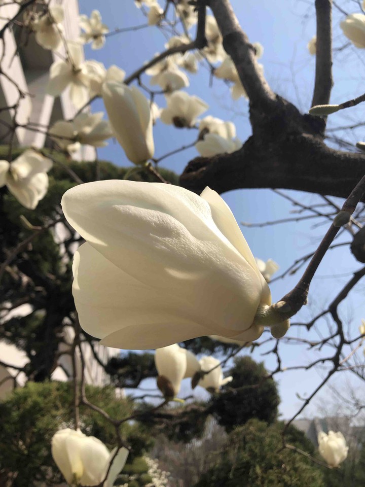 Spring in Korea University