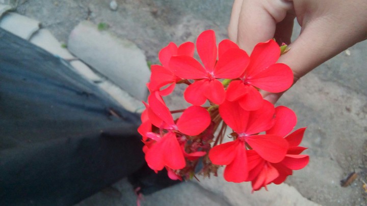 Flower Red