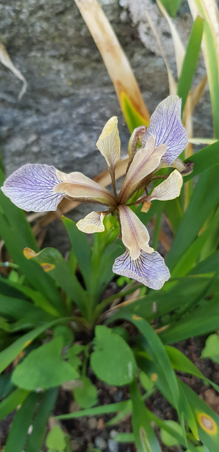 Iris