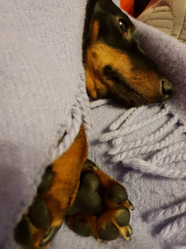Daschhund
