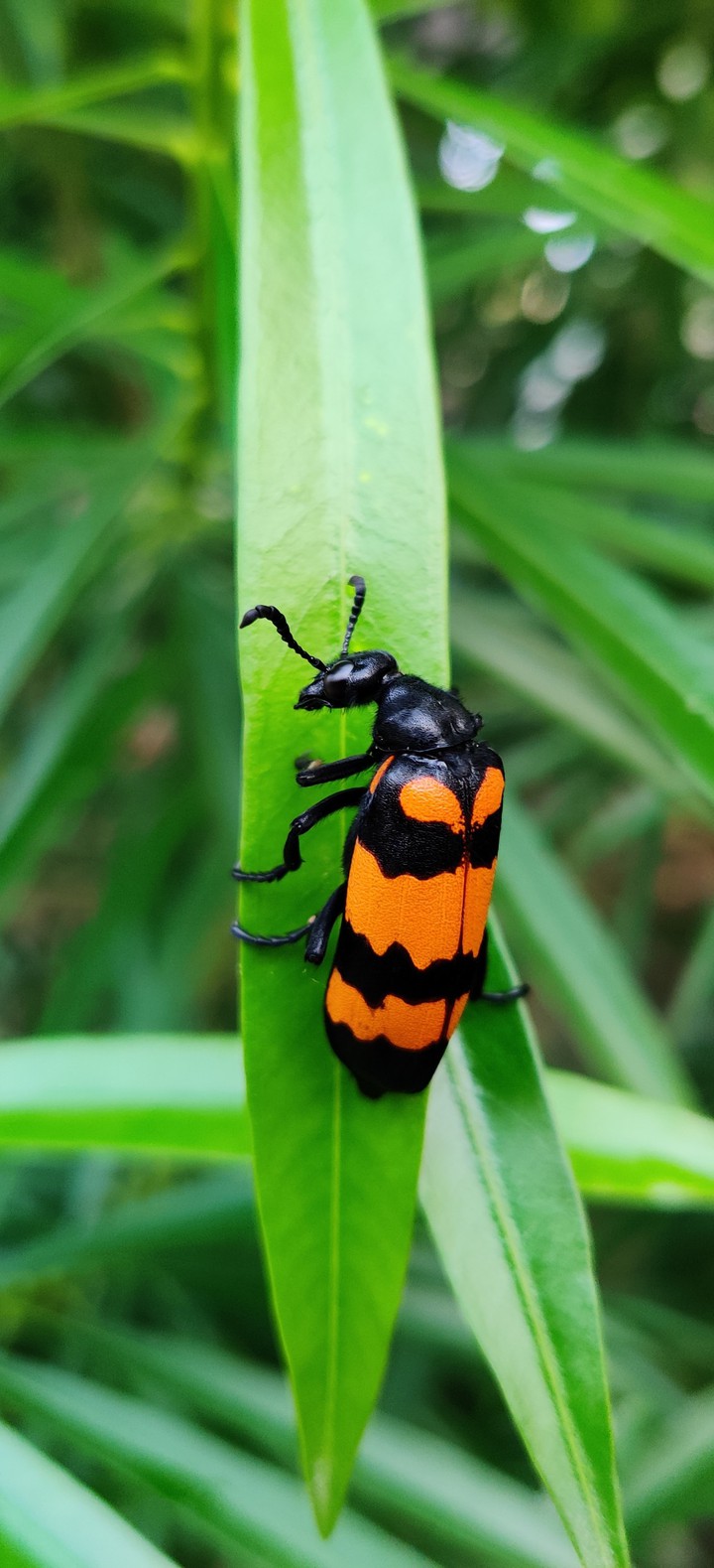 Hycleus Beetle