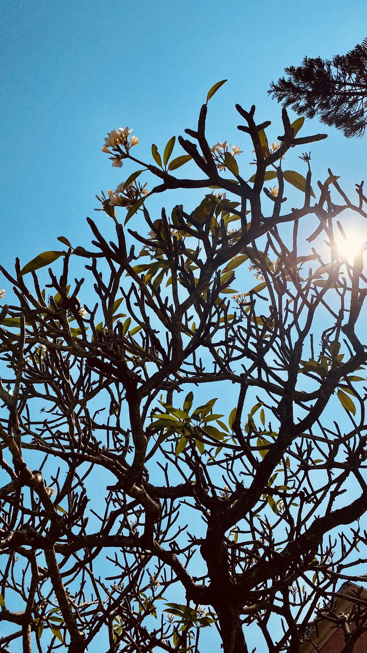 blooming tree