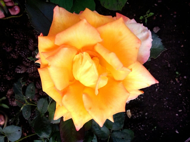 Yellow Rose