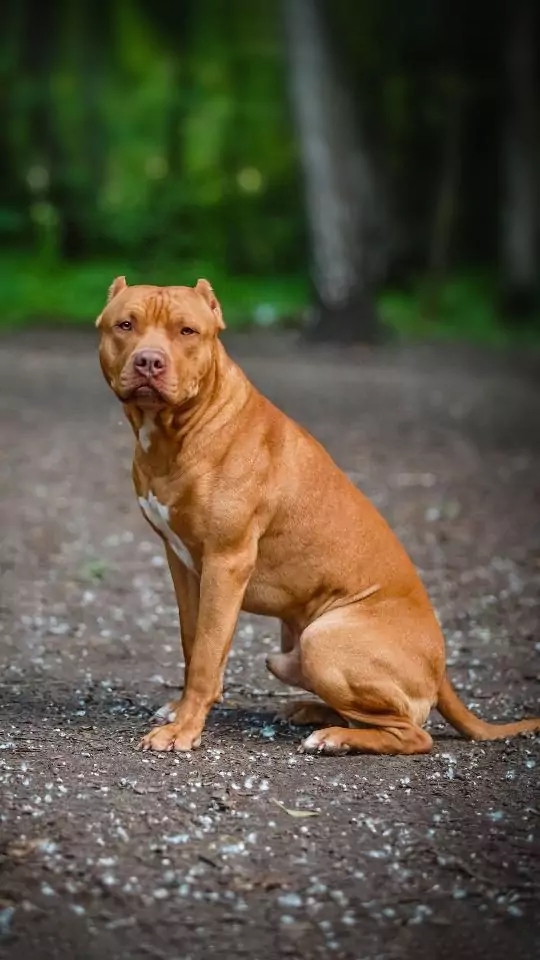 dog