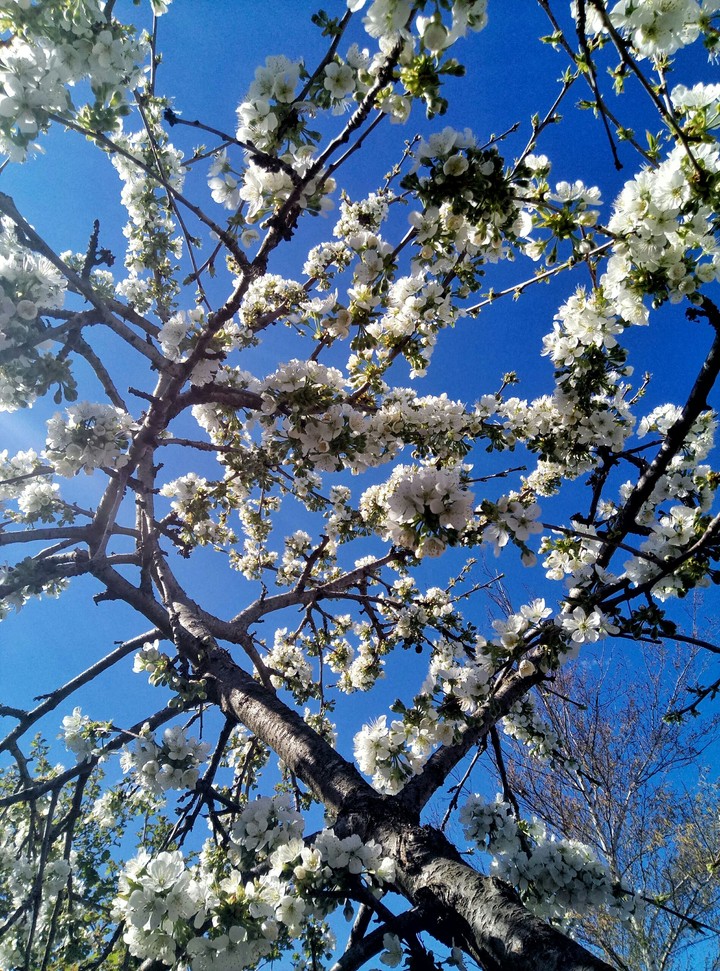 Spring