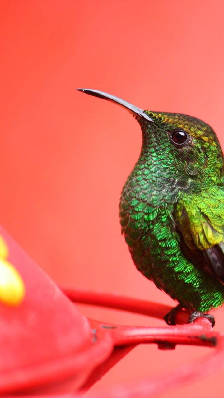 Bird