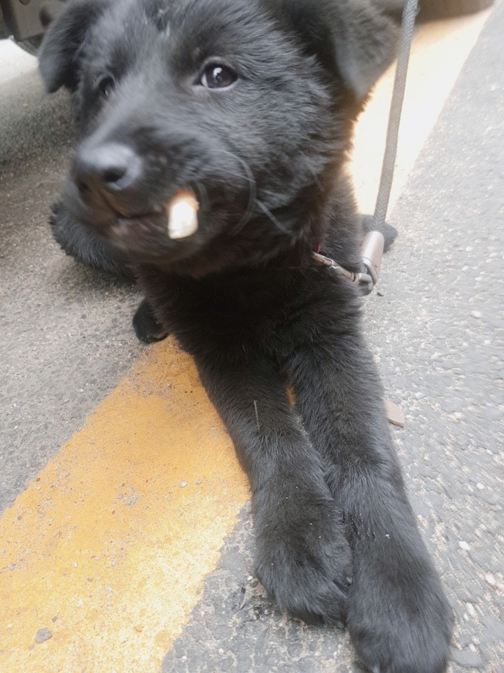 새끼강아지
