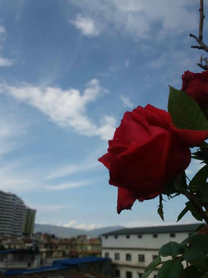 ROSE.