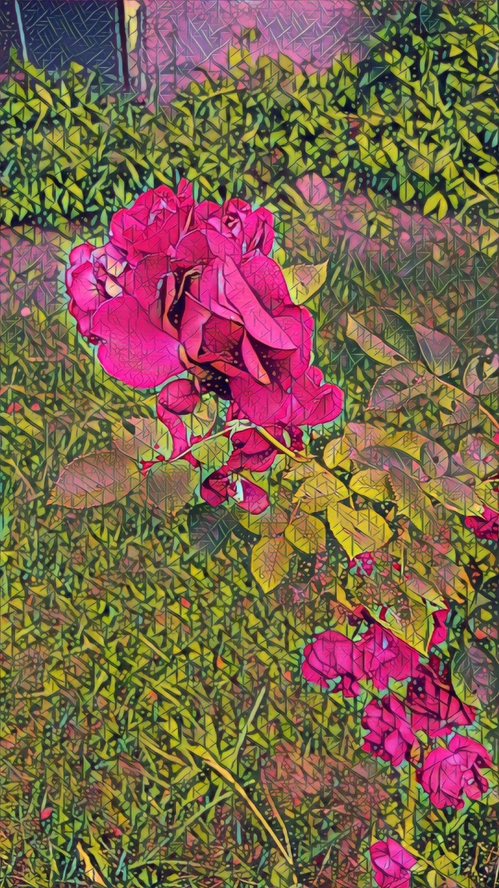 Pink Rose