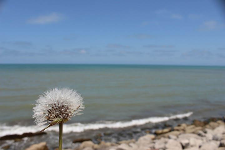 flower in the beach