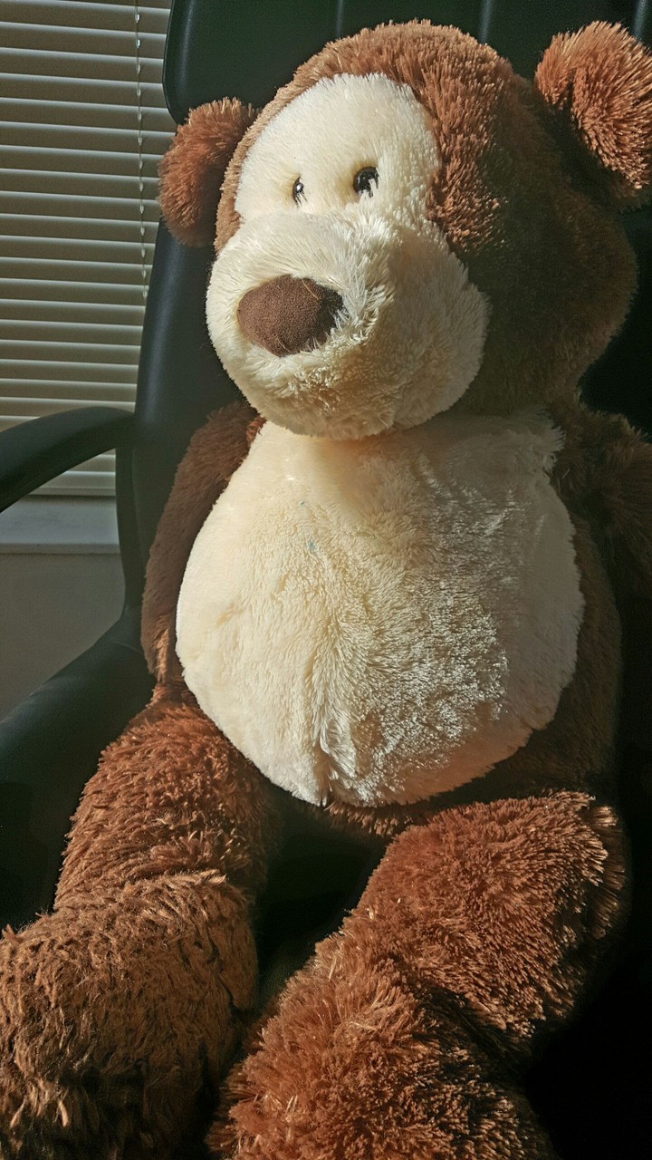 Sun Bear