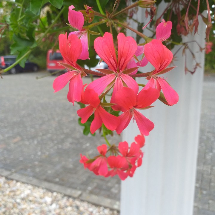 blume