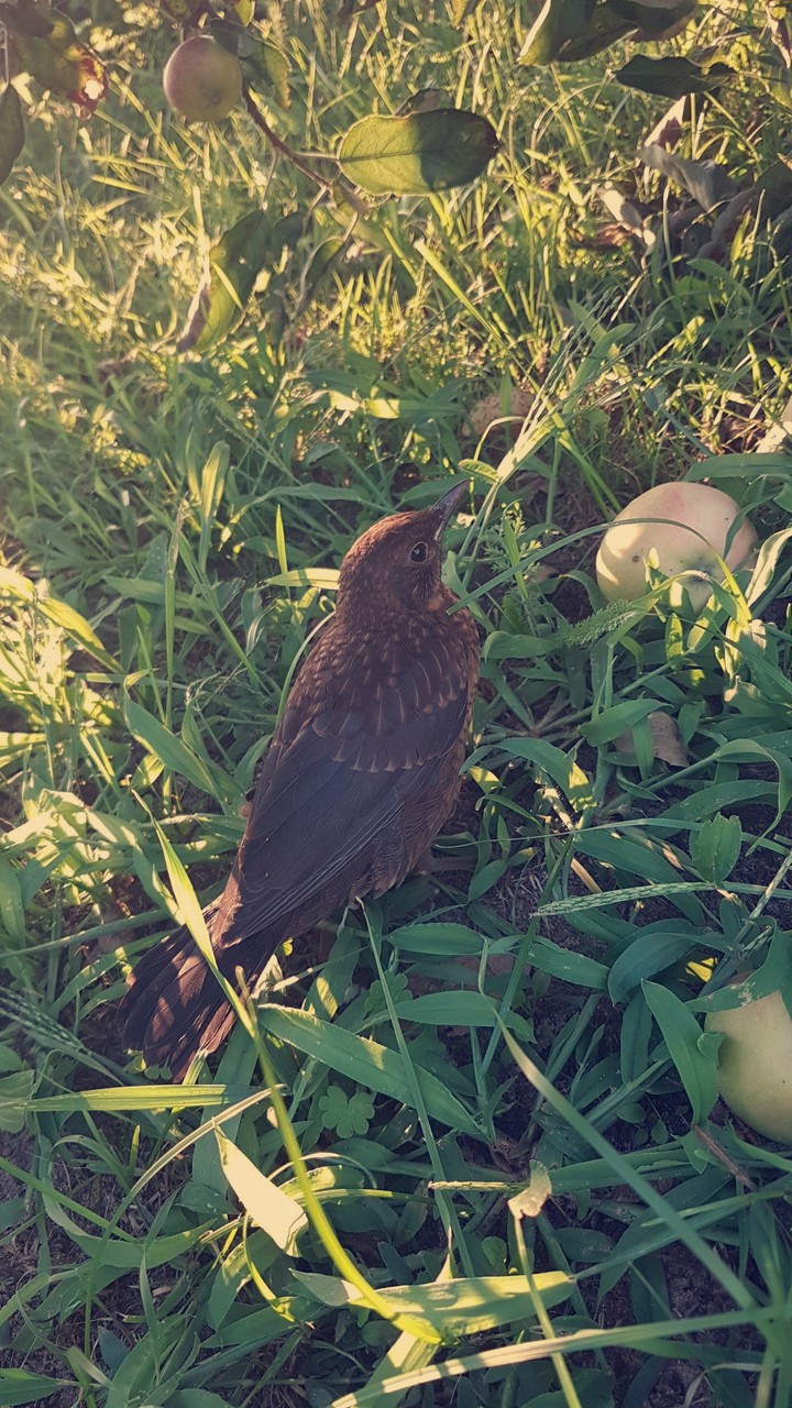bird