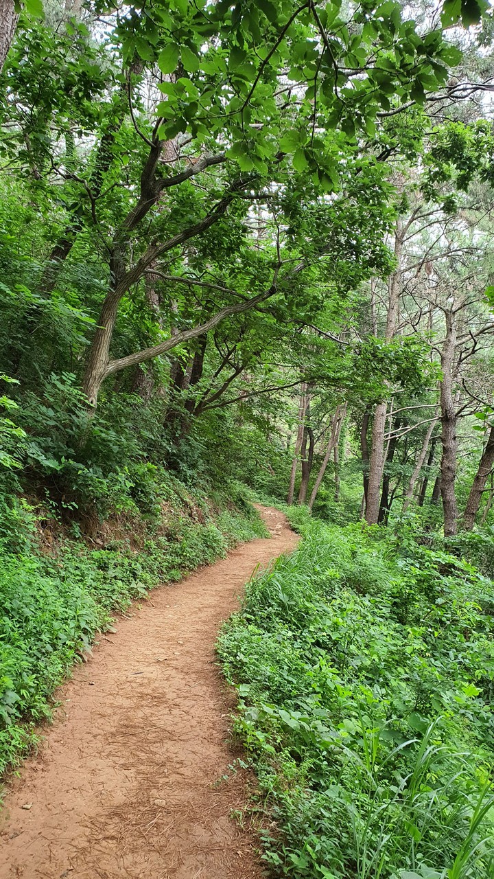 숲(forest)
