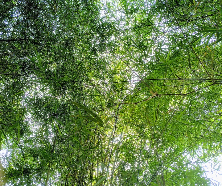bamboo