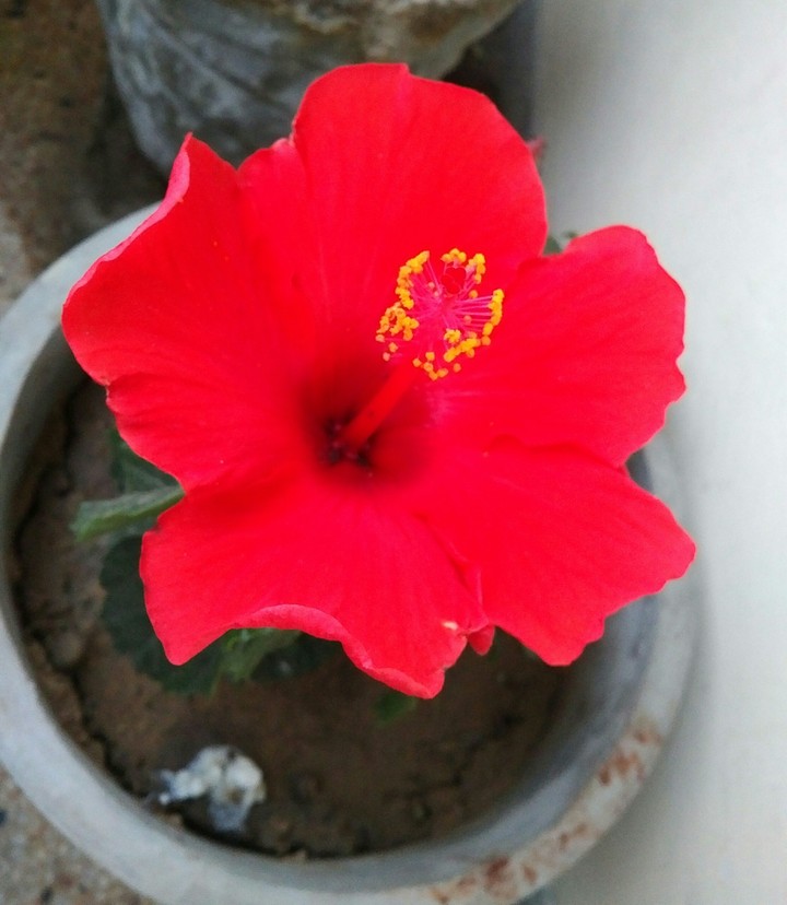 Hibiscus