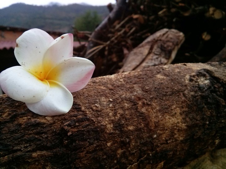 Única