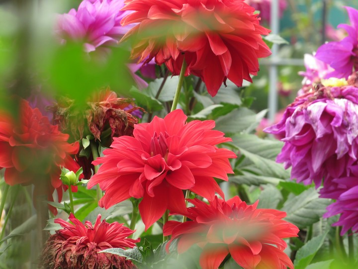 FLOWERS