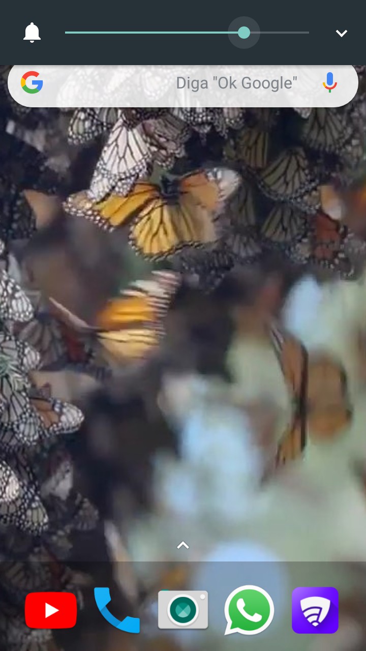 Papillon ?